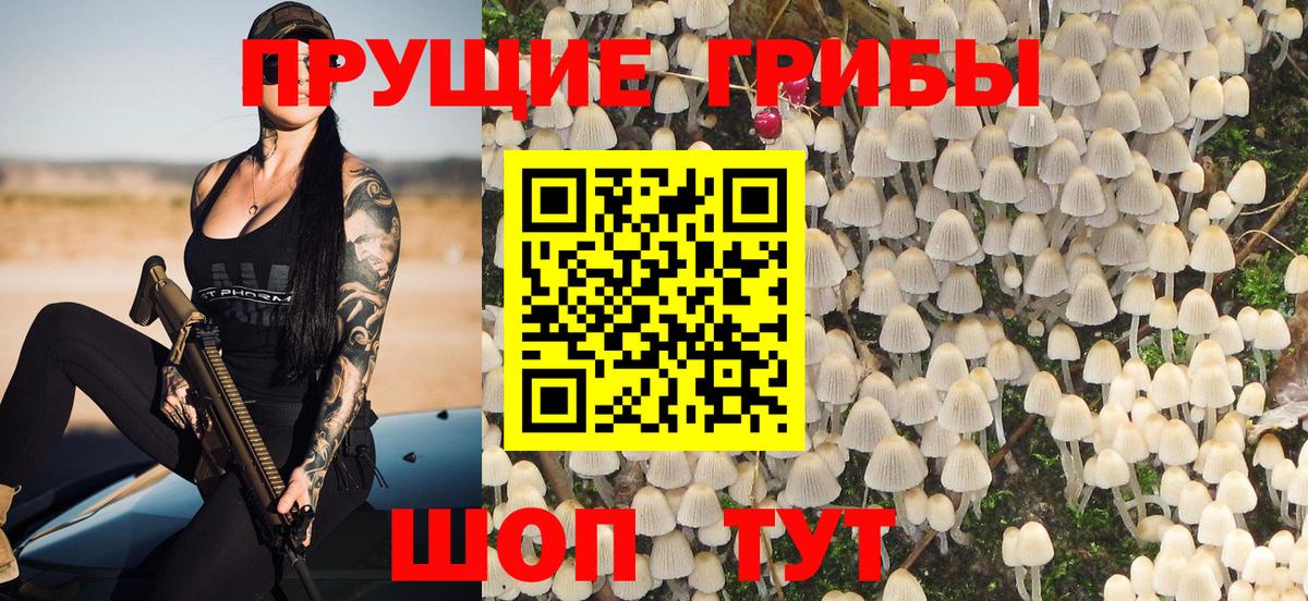 Псилоцибиновые грибы Psilocybe Горно-Алтайск